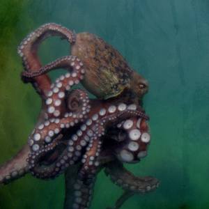 Collection Octopuses and tentacles