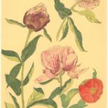 Collection Monet’s Garden