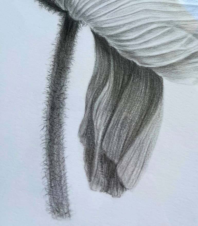 Original Minimalism Botanic Drawing by Alina Linkevych