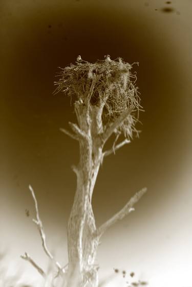 Print of Conceptual Nature Photography by Kenneth Hayden