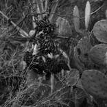 Imaging Decay by Sydney Cohn