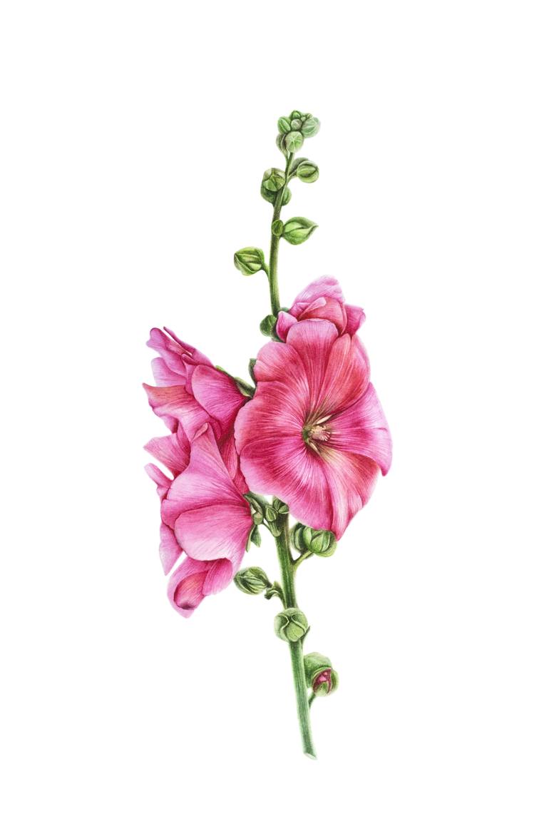 Hollyhock paintings | Saatchi Art