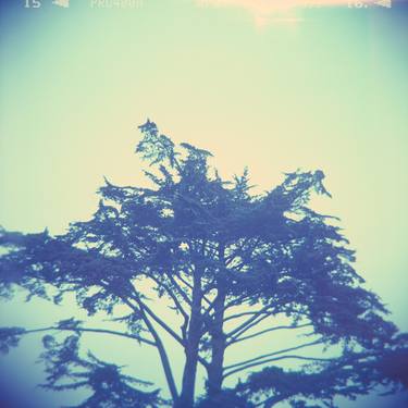 Original Tree Photography by Maggie Percell-Corwin