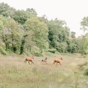 Collection Into the Wild