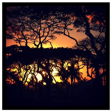 Sunset Through The Trees, Wailea Hawaii thumb