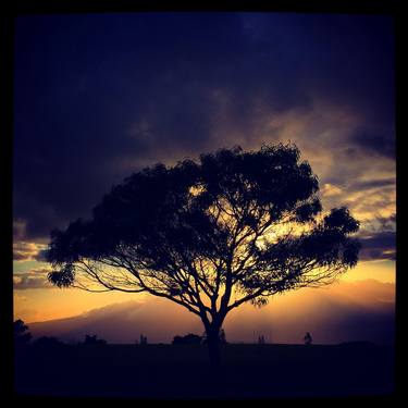 Makawao Tree Sunset, Maui Hawaii thumb