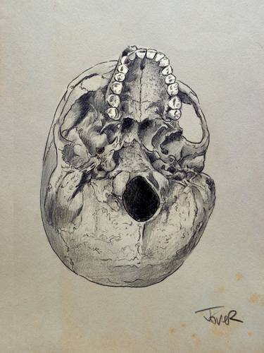 cranium (study of the underside of the human skull) thumb