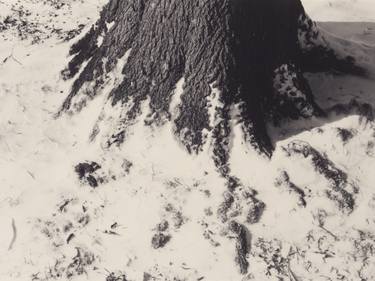 Tree Trunk Study in Snow - Limited Edition of 1 thumb