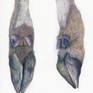 surreal colored pencil illustration
amalgamation of the natural