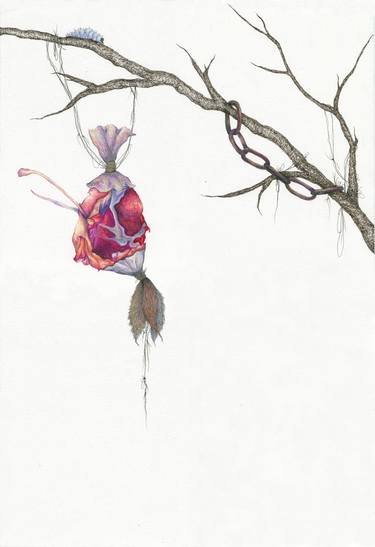 Original Nature Drawings by Hannah Ward