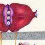 colored pencil
22 X 30 in.