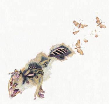 Original Nature Drawings by Hannah Ward