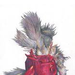 Collection Illustrations