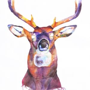 Collection Prints < $100: Deer