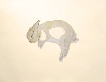 Original Animal Drawings by Hannah Ward