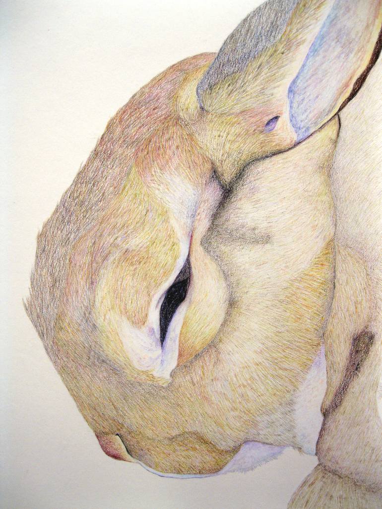 Original Illustration Animal Drawing by Hannah Ward