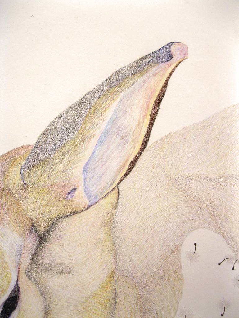 Original Illustration Animal Drawing by Hannah Ward