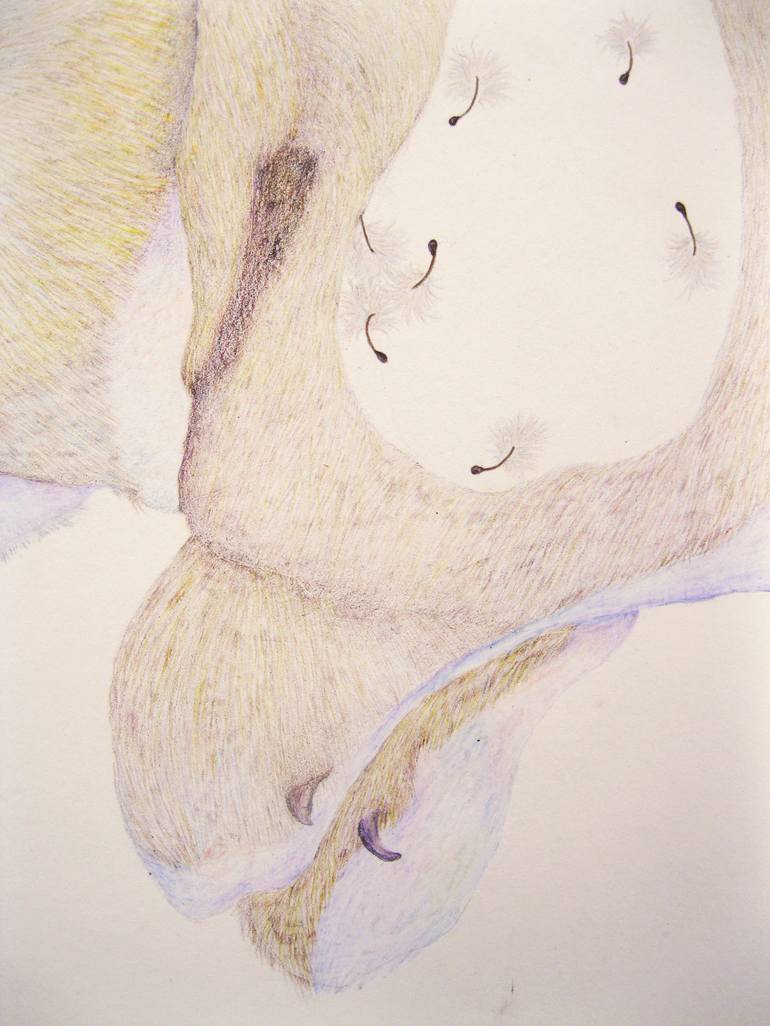 Original Animal Drawing by Hannah Ward