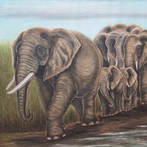 Collection Elephants