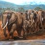 Collection Elephants