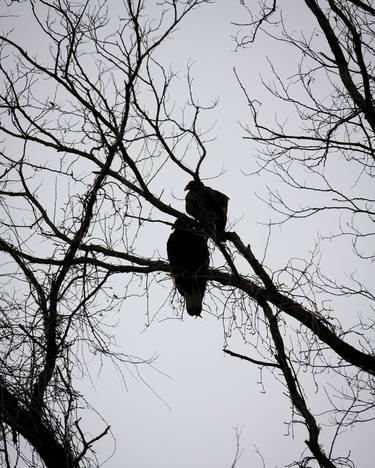 Turkey vultures thumb