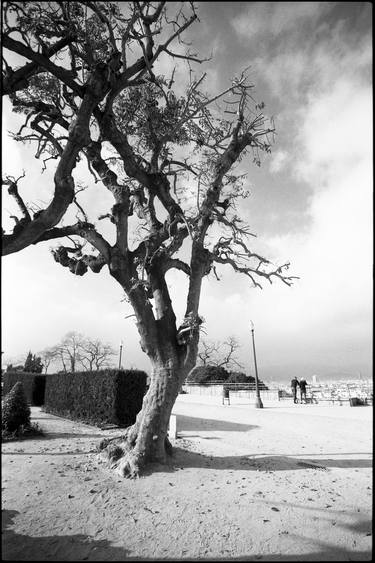 Original Tree Photography by PAUL COOKLIN