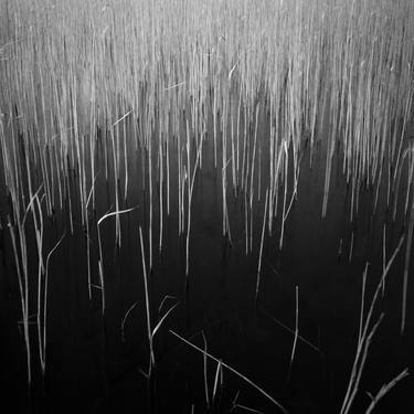 Edition 1/10 - Silver Print - Water Reeds, Lopham Fen, Suffolk thumb