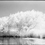 Lake, Dunwich Heath (Infrared film) - Silver Gelatin by PAUL COOKLIN