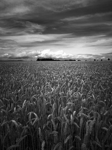 Edition 1/10 - Wheat Field, Occold, Suffolk thumb