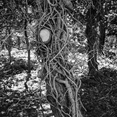 Edition 1/10 - Tree, Dunwich, Suffolk thumb