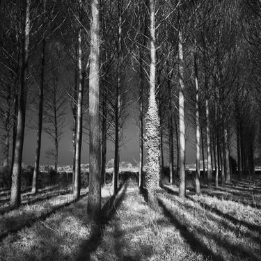 Edition 1/10 - Tree Shadows, Wickham Skeith, Suffolk [Infrared Film] thumb
