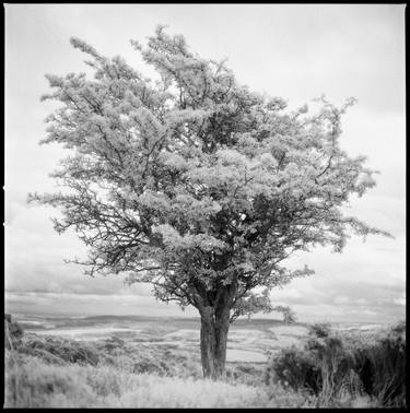 Edition 2/10 -Tree, Exmoor [Infrared Film] thumb