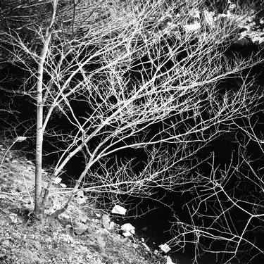 Edition 1/10 - Trees, Ladybower Reservoir I, Sheffield thumb