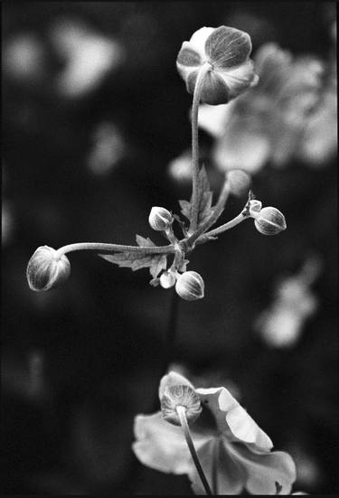 Original Fine Art Botanic Photography by PAUL COOKLIN