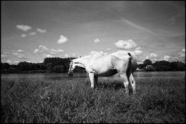 Edition 1/10 - White Horse, Candes Saint Martin, Loire, Valley, France thumb