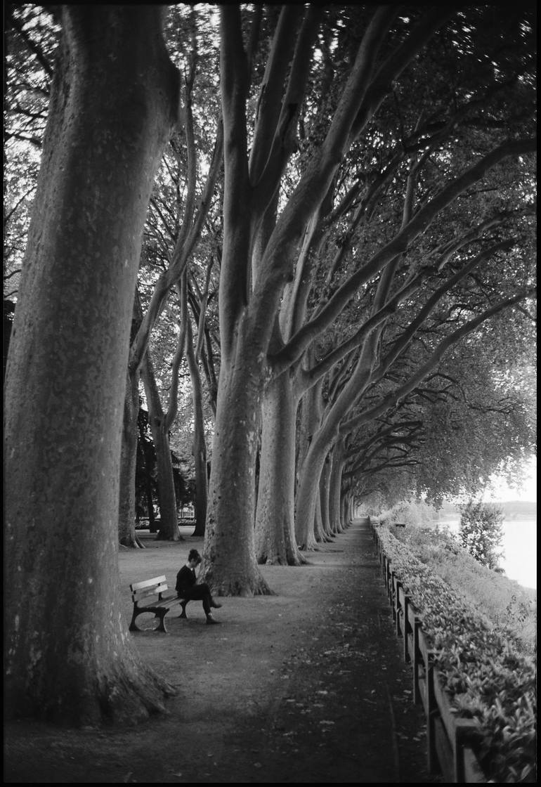 Original Fine Art Tree Photography by Paul Cooklin