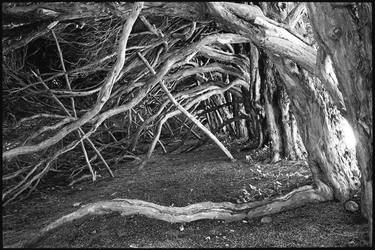 Edition 3/10 - Tree Roots and Branches, Blickling Estate, Norfolk thumb