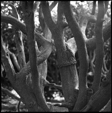 Edition 1/10 - Tree Branches, Melford Hall thumb
