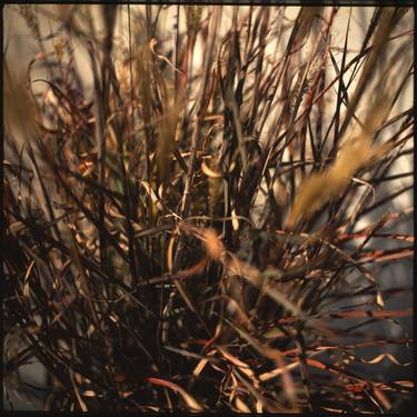 Edition 1/10 - Dronning Ingrid, Miscanthus Sinensis thumb