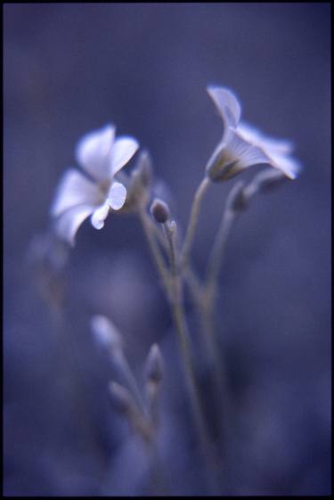 Original Fine Art Floral Photography by PAUL COOKLIN