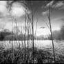 Collection Thorndon Woodland, Suffolk