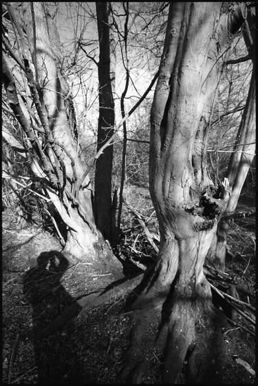Edition 1/10 - Shadow Selfie, Thorndon Woodland, Suffolk thumb