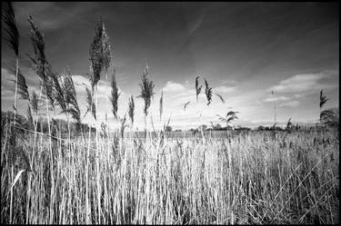 Edition 1/10 - Water Reeds, Thorndon Woodland, Suffolk thumb