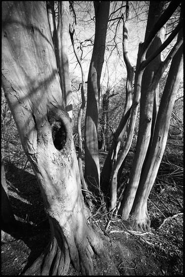 Edition 1/10 - Shadowed Tree, Thorndon Woodland, Suffolk thumb