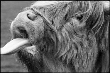 Edition 1/10 - Highland Cattle, Baylham Rare Breeds, Suffol thumb