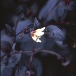 Collection Flora - Colour C-Type Prints