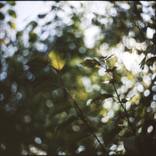 Collection Flora - Colour C-Type Prints
