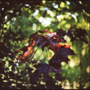 Collection Flora - Colour C-Type Prints
