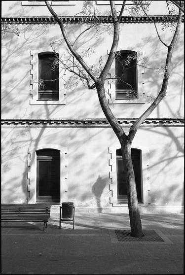 Edition 1/10 - Tree and Windows, Barcelona, Spain 2016 thumb