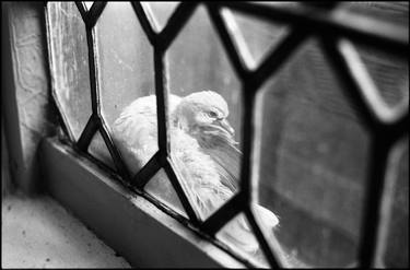 Edition 1/10 - Pigeon, Oxburgh Hall thumb